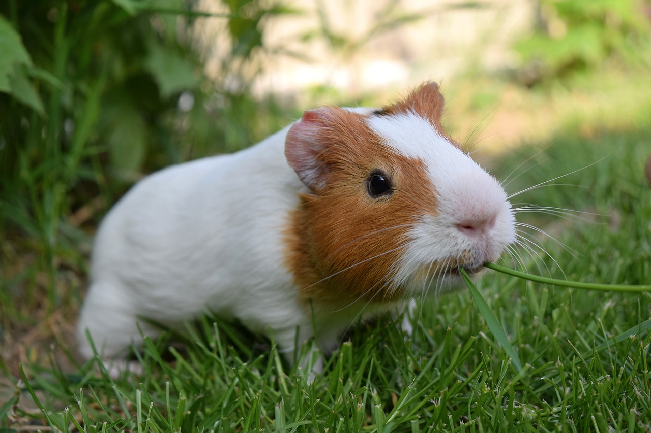 guinea pig pig cute free photo