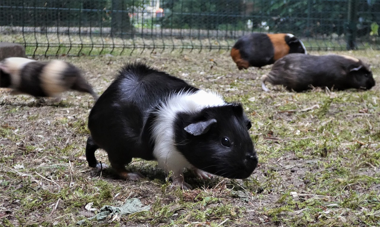 guinea pig meadow guinea pig house free photo