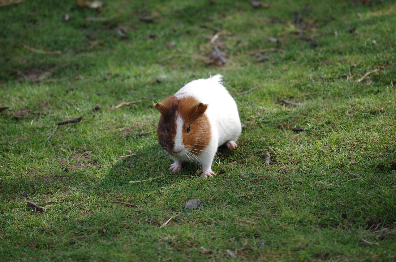 guinea pig animal hamster free photo