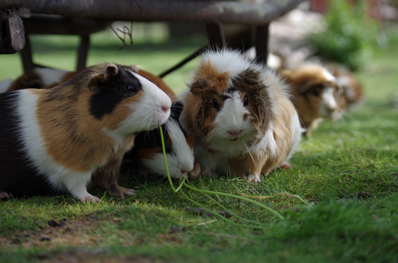 guinea pig animal hamster free photo