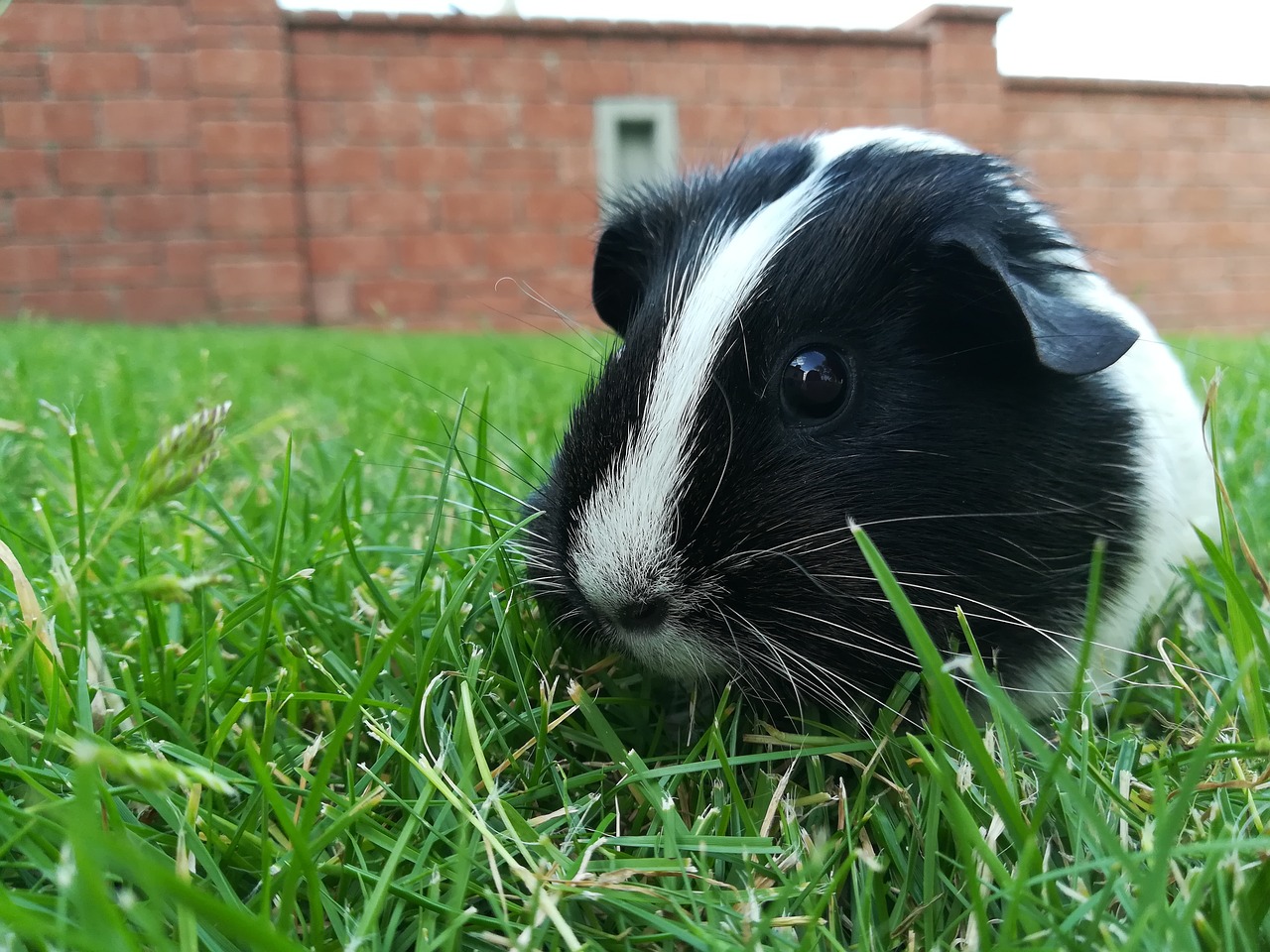 guinea pig pet cute free photo