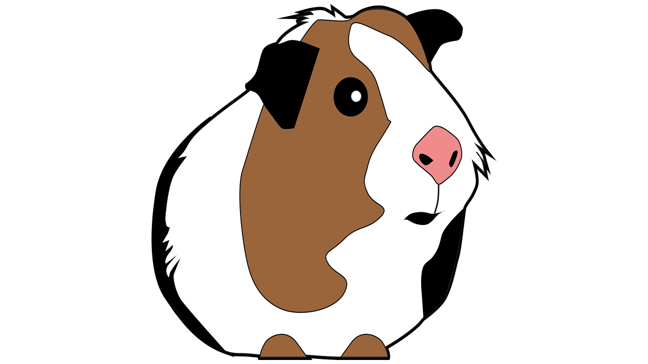 guinea pig guinea pig vector guinea pig art free photo