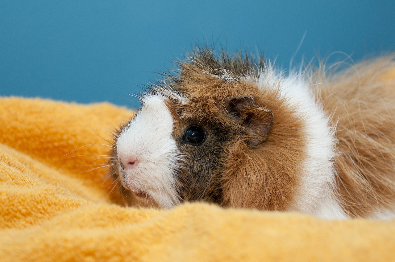 guinea pig cute rodent free photo