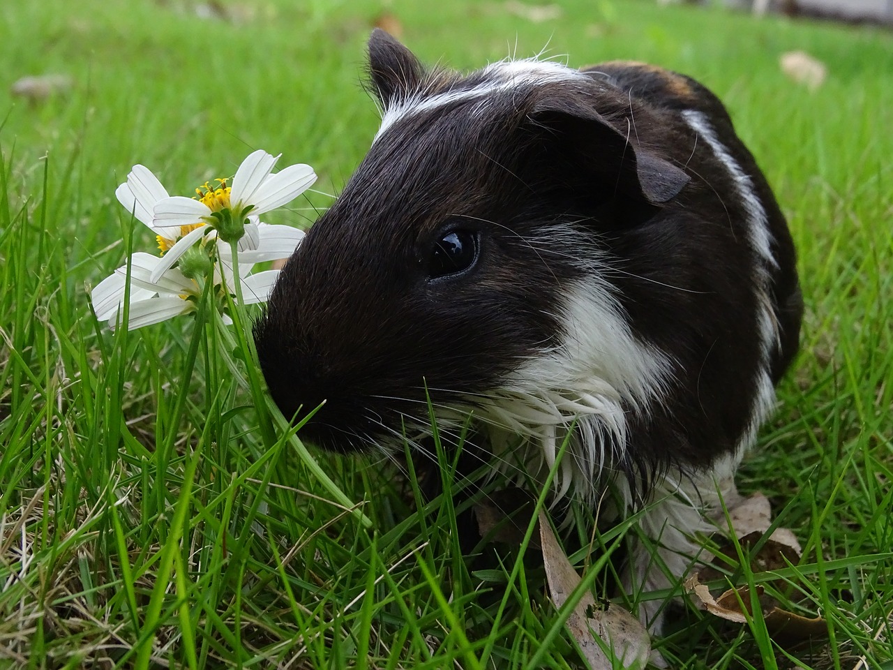 guinea pig pets animal free photo