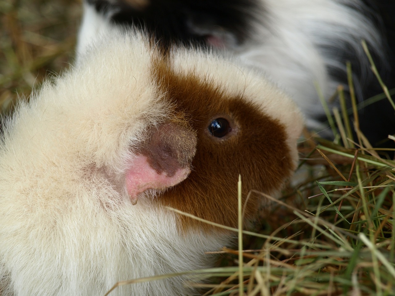 guinea pig sea ​​pig house cute free photo