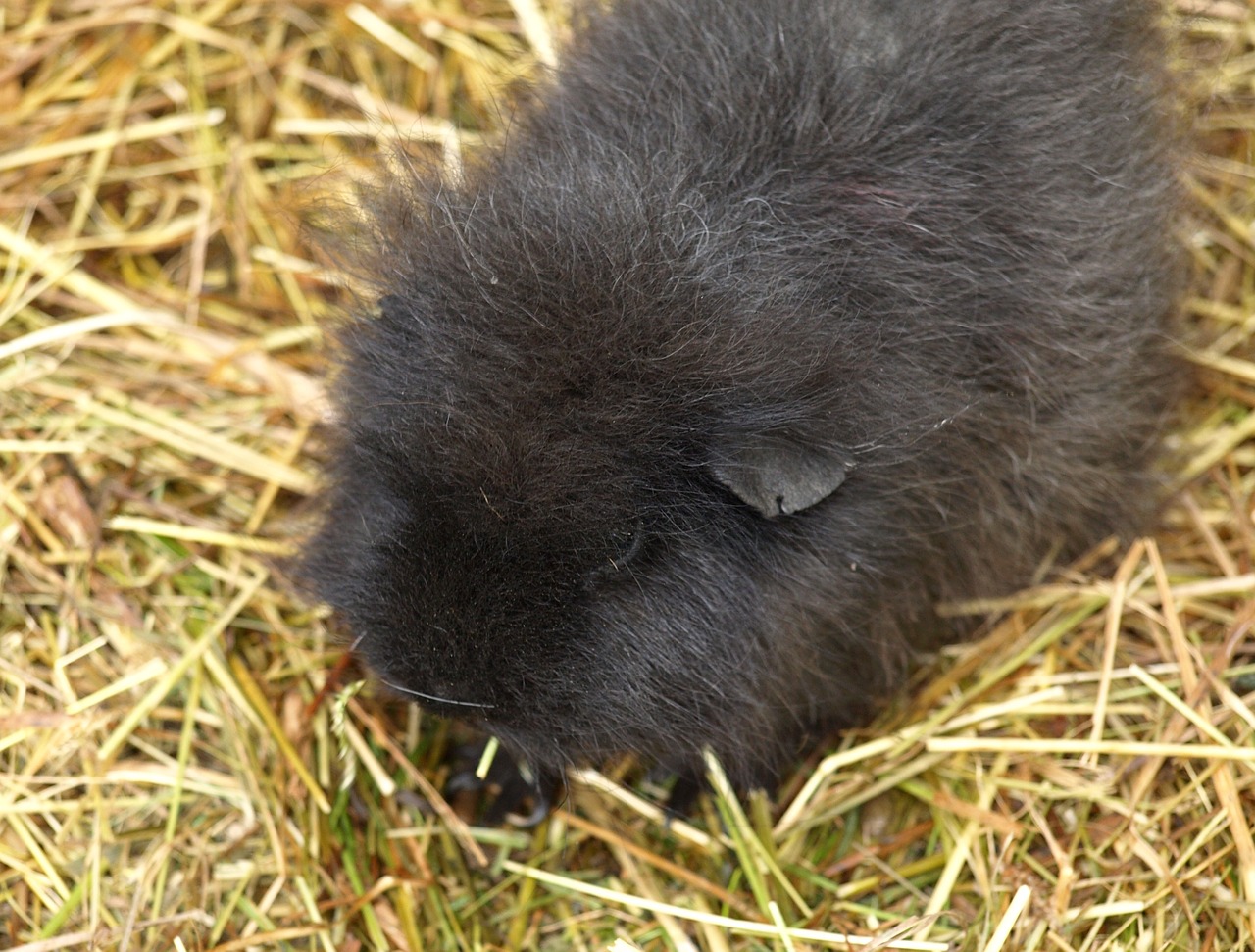 guinea pig sea ​​pig house sweet free photo