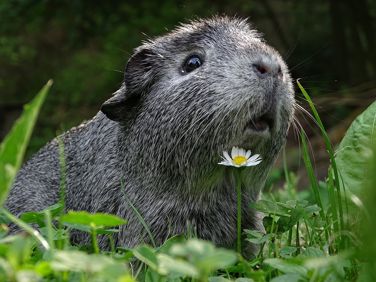 guinea-pig  cute  hairy free photo