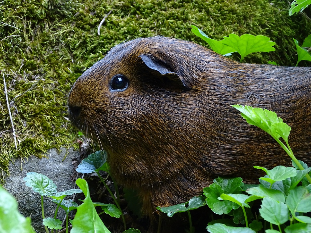 guinea-pig  mammal  agouti free photo