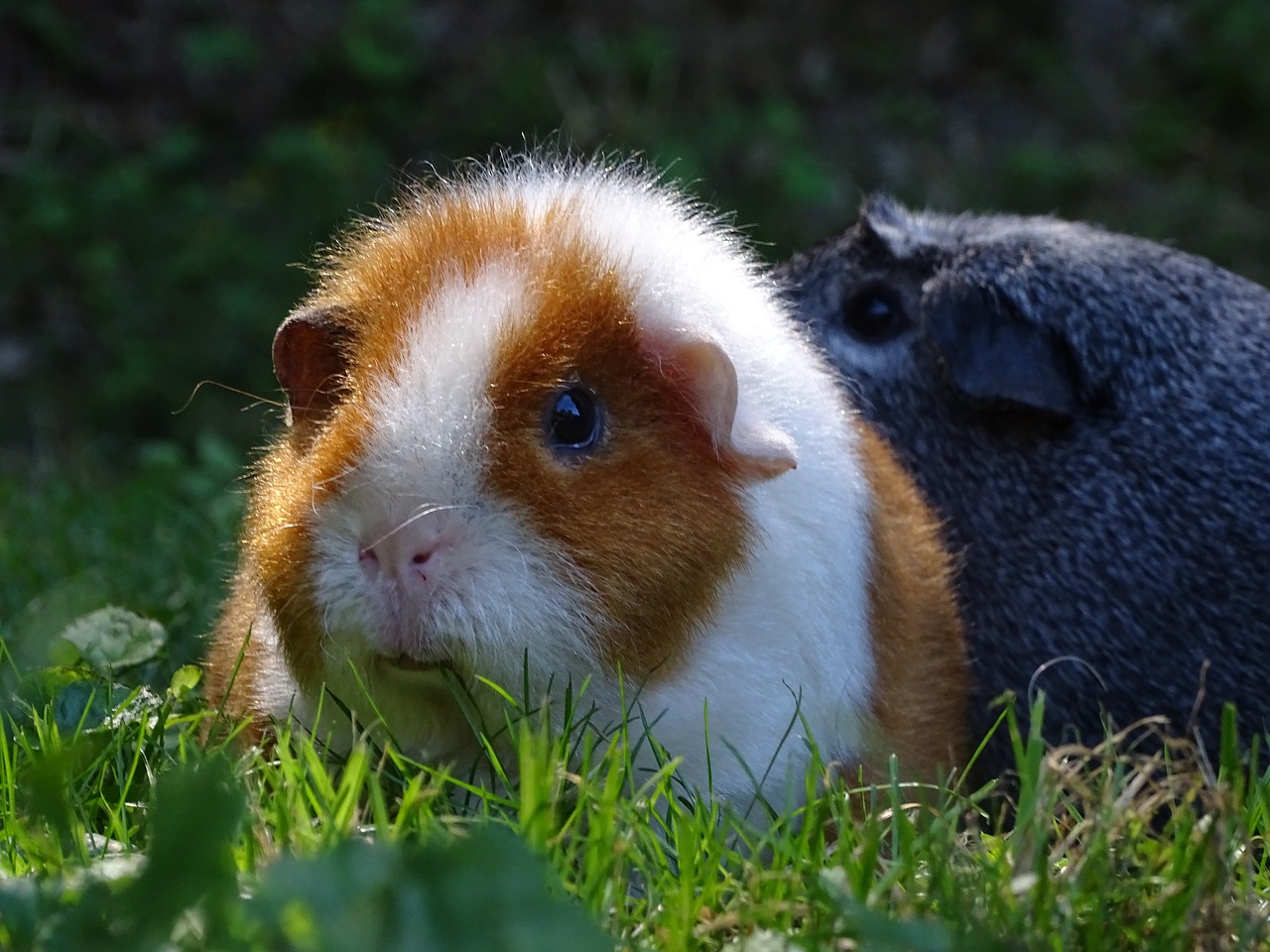 guinea-pig  rusty  cute free photo