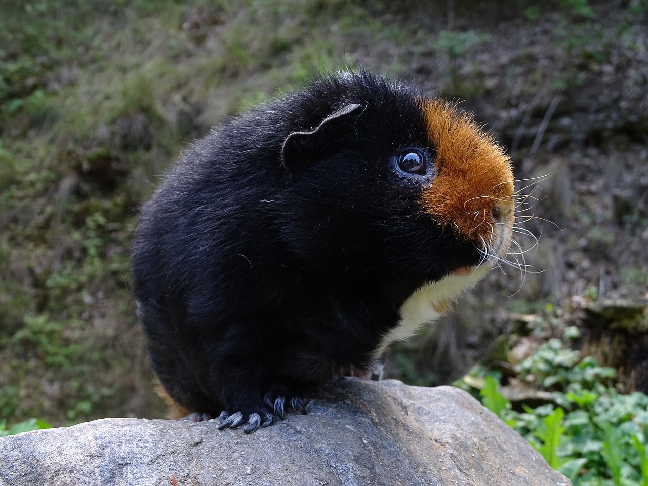 guinea-pig  mammal  cute free photo