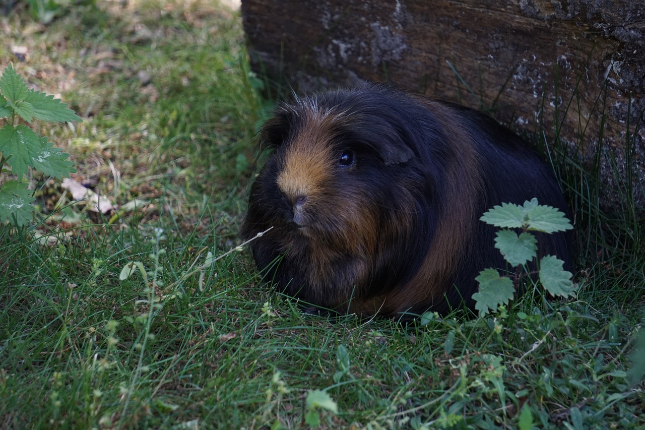 guinea pig  pet  rodent free photo