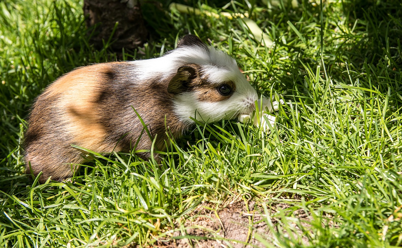 guinea pig  rodent  animal free photo