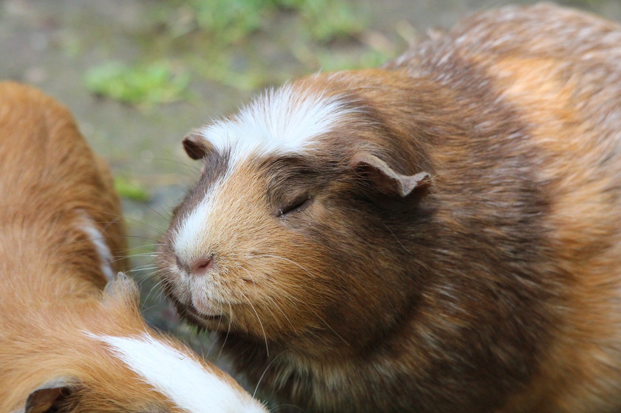 guinea pig caviidae species of rodent free photo