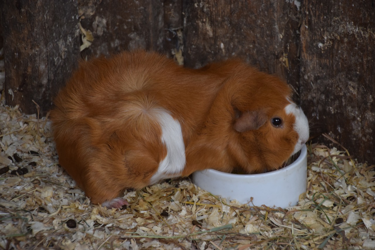 guinea pig  fur  pet free photo