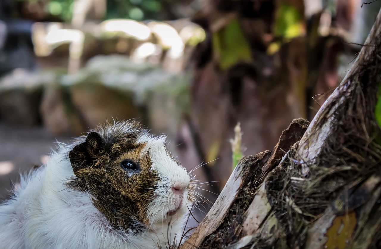 guinea pig  animal  cute free photo