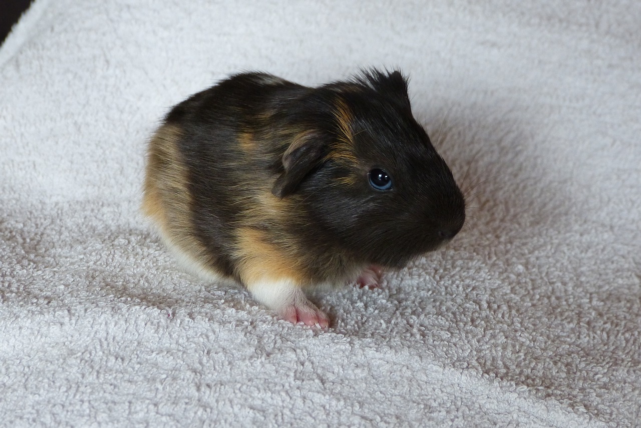 guinea pig  baby animal  rodent free photo