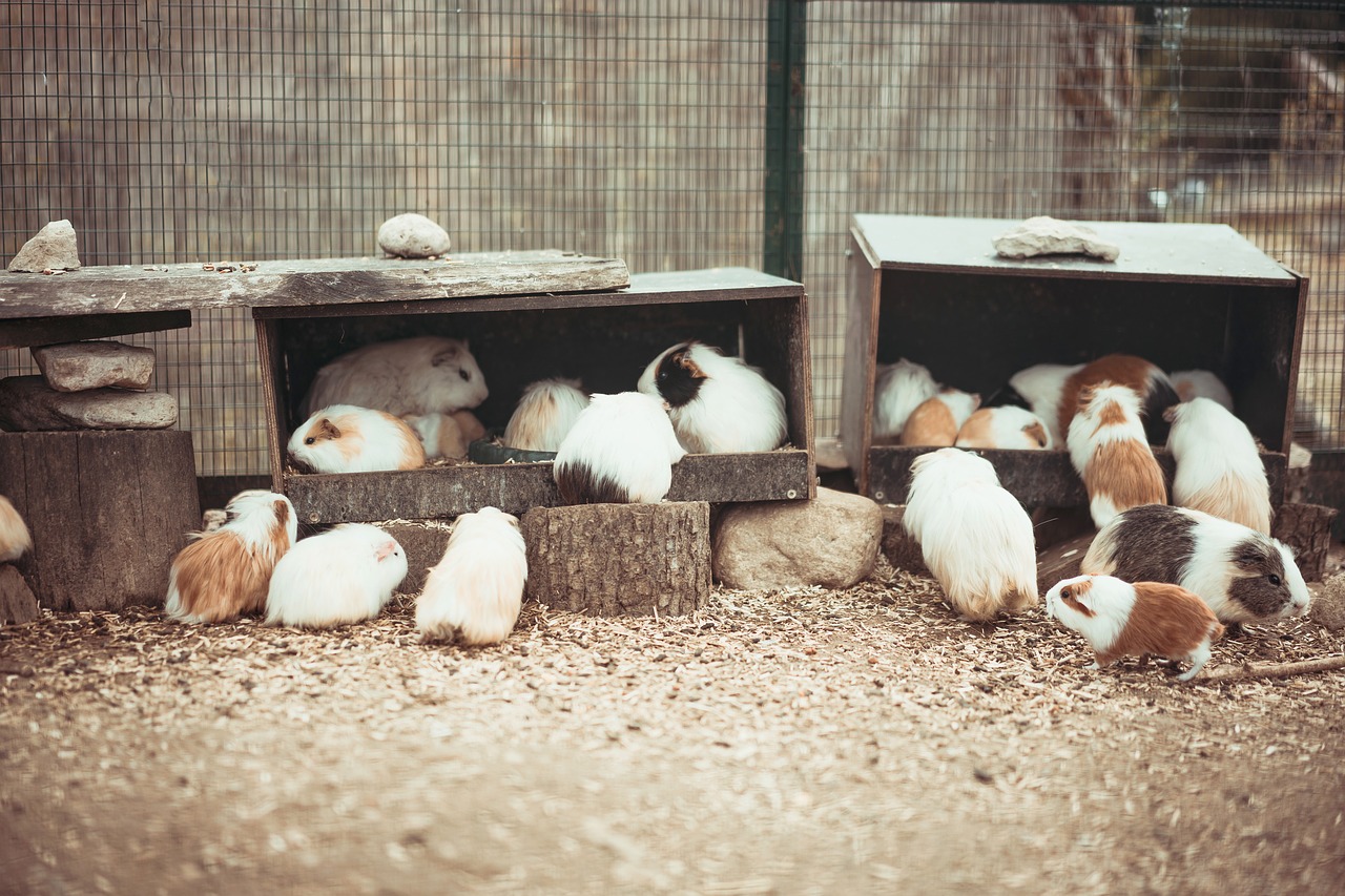 guinea pig  animal  rodent free photo