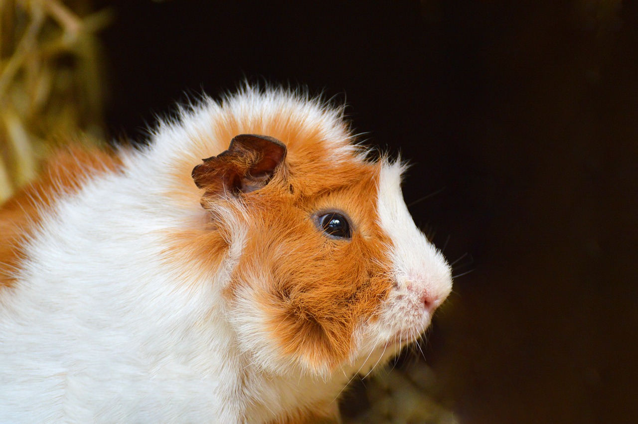 guinea pig  cute  nager free photo