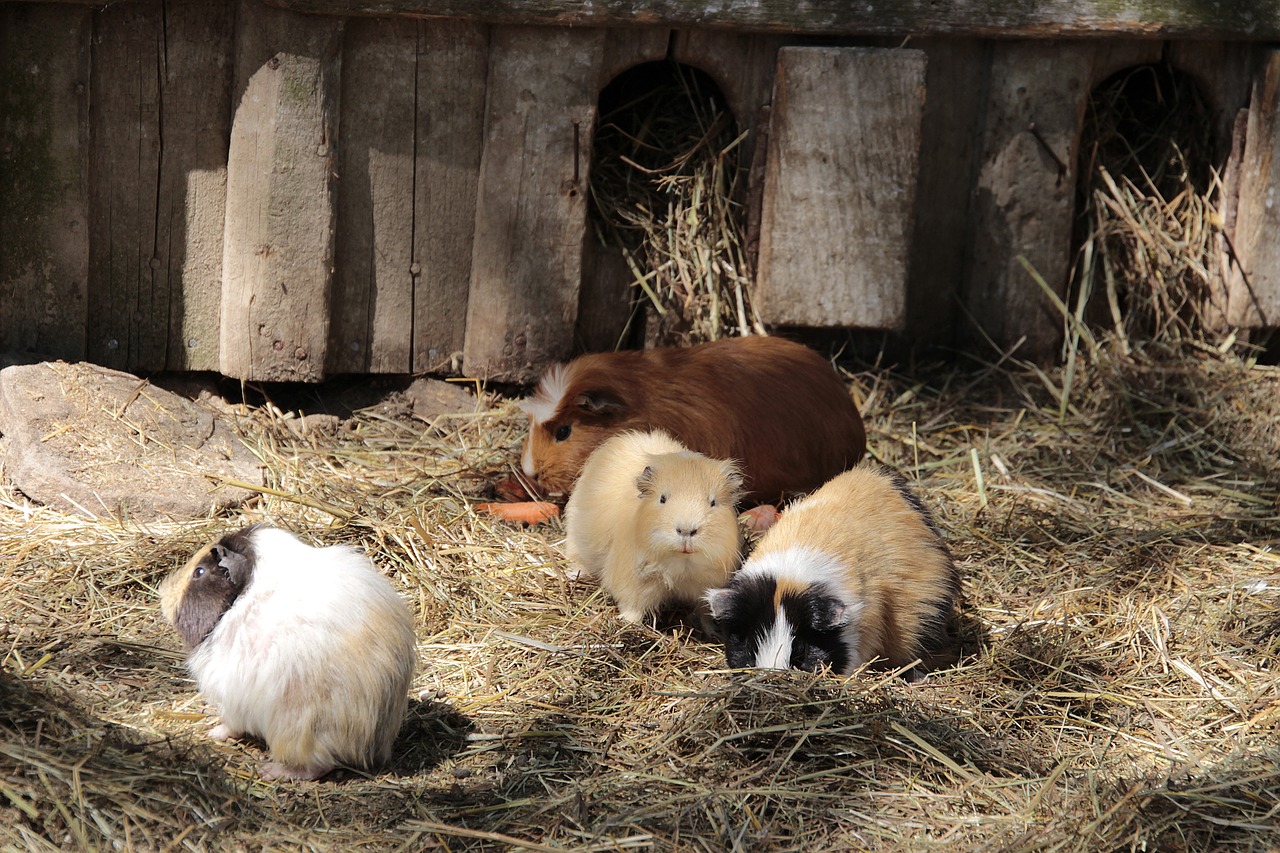 guinea pig  family  nature free photo