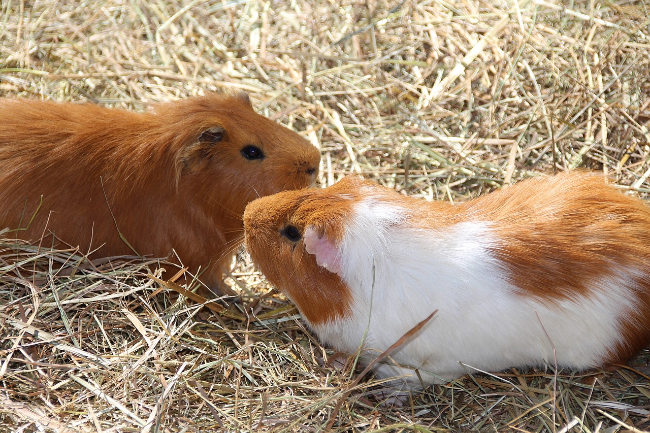 guinea pig  nager  rodent free photo