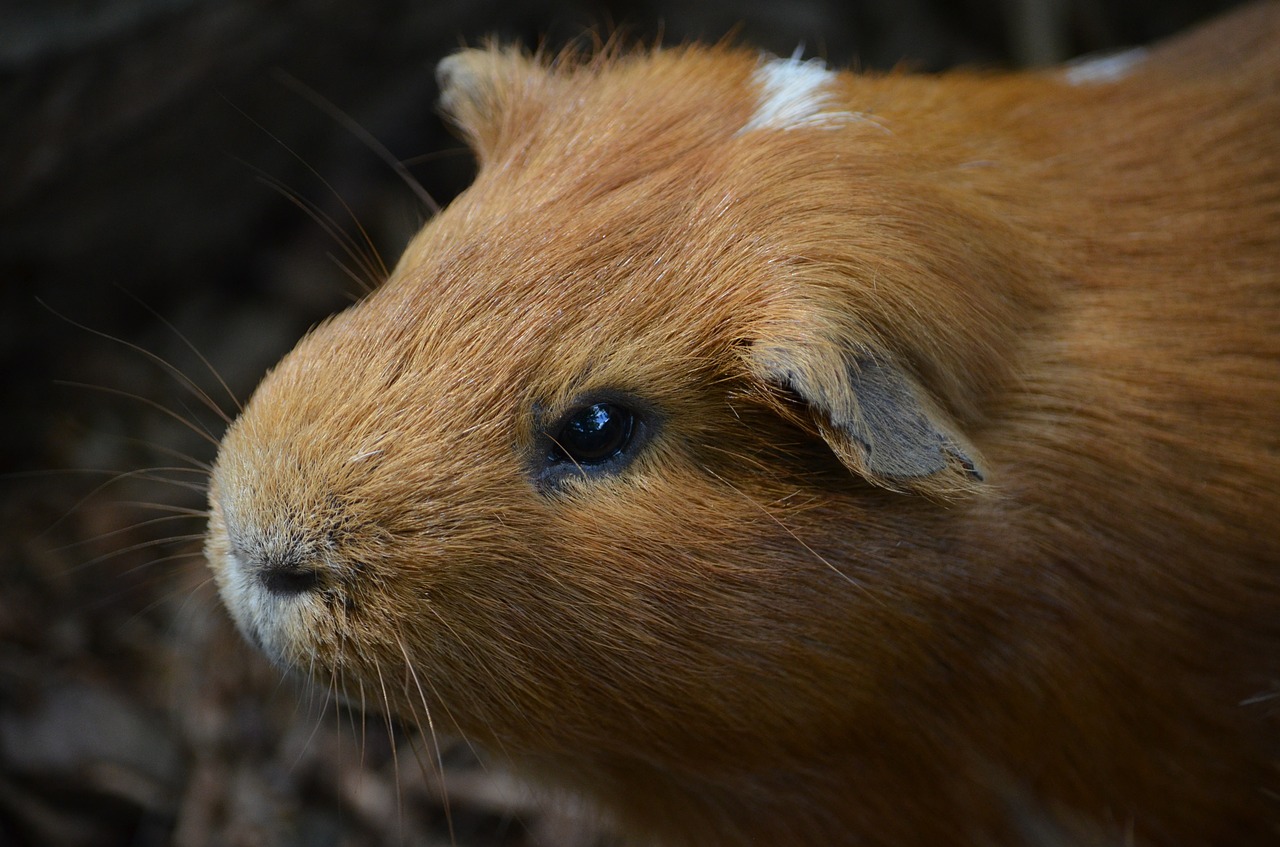 guinea pig scorpionfish rodent free photo