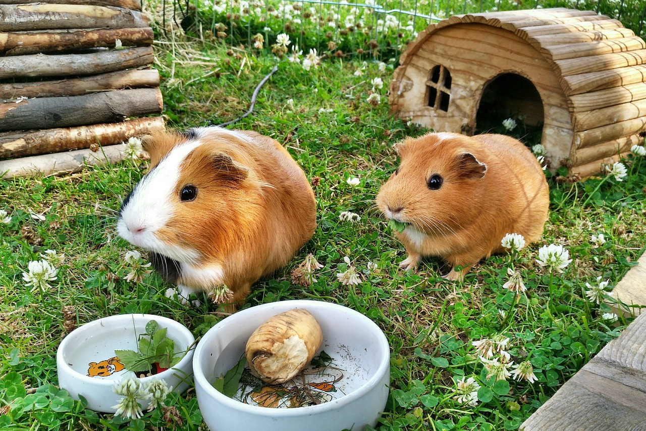 guinea pig  pets  food free photo