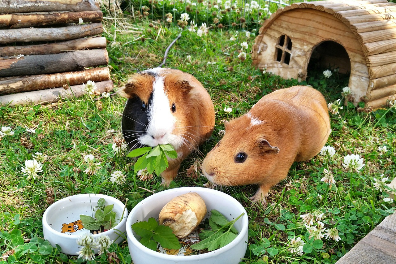guinea pig  rodents  pets free photo