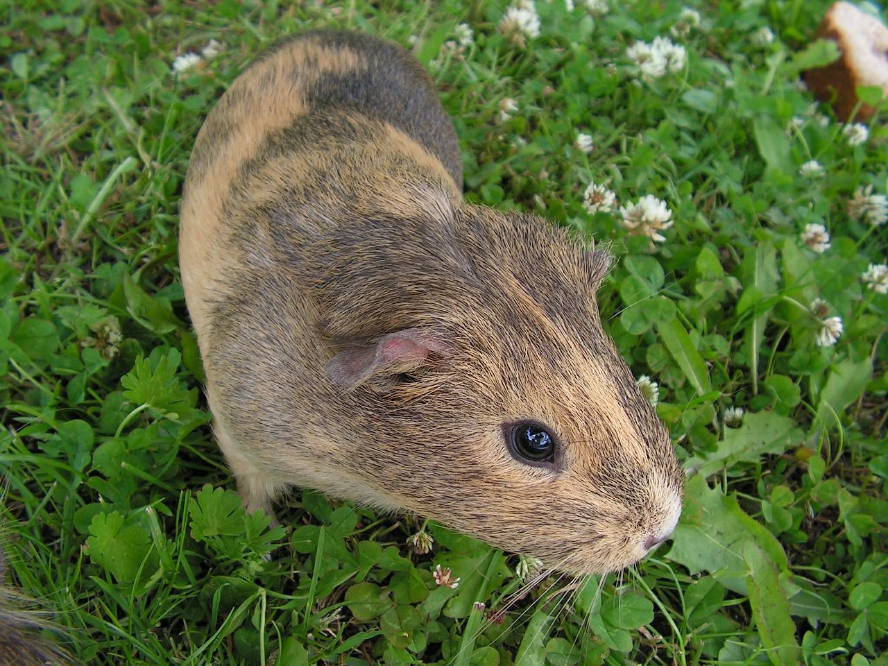 guinea-pig female mammal free photo