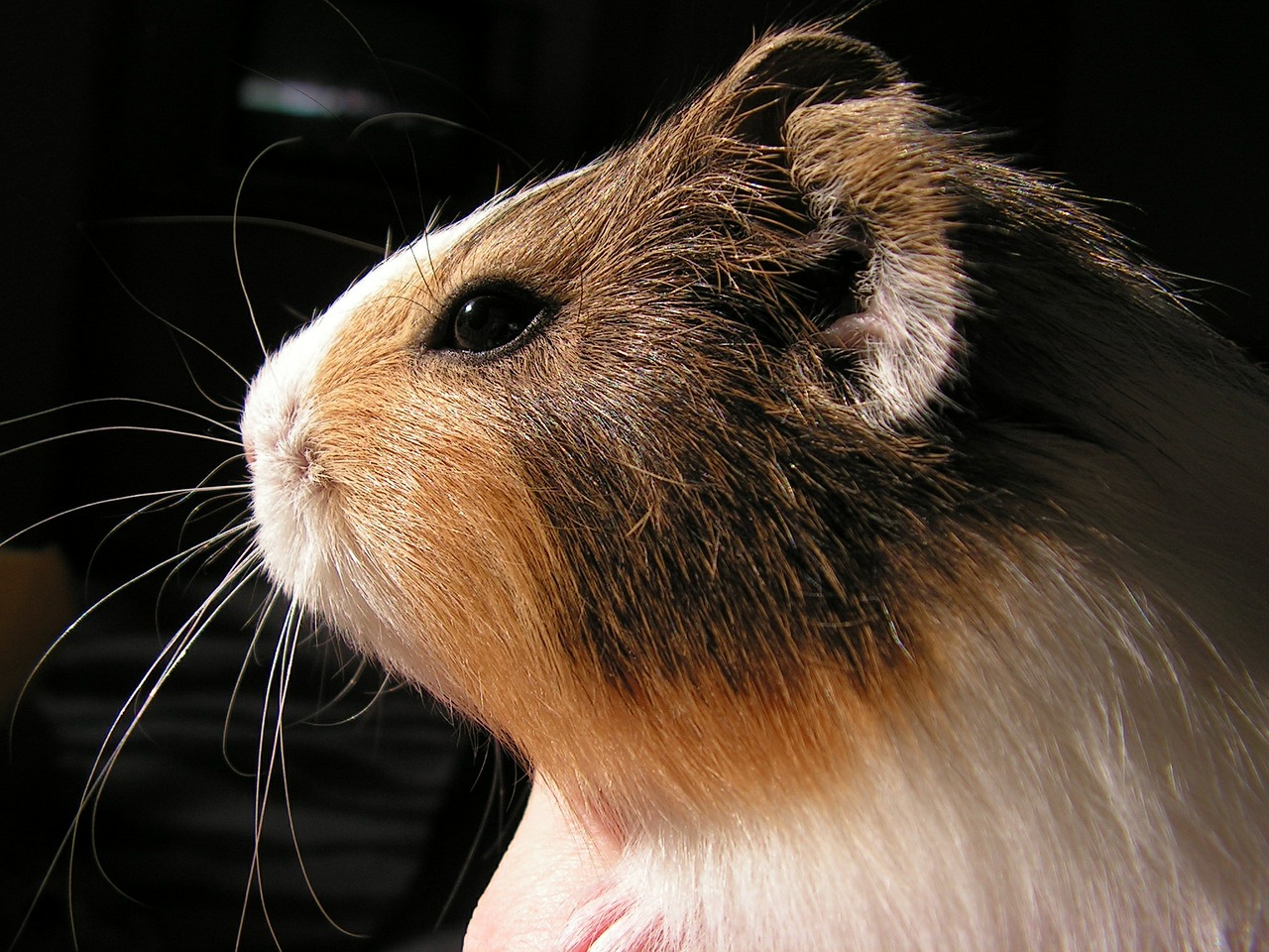 guinea-pig head portrait free photo