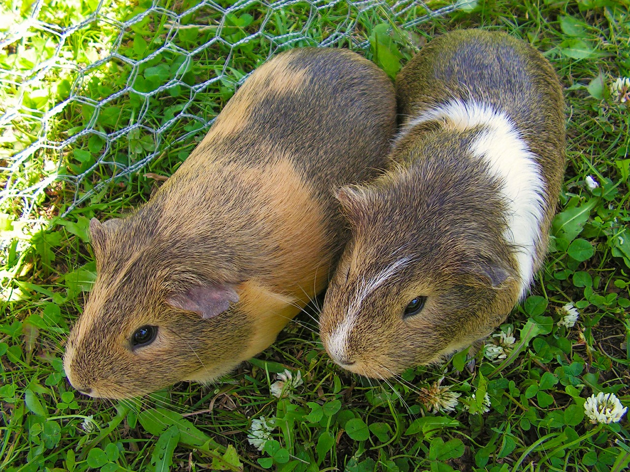 guinea-pig female two free photo