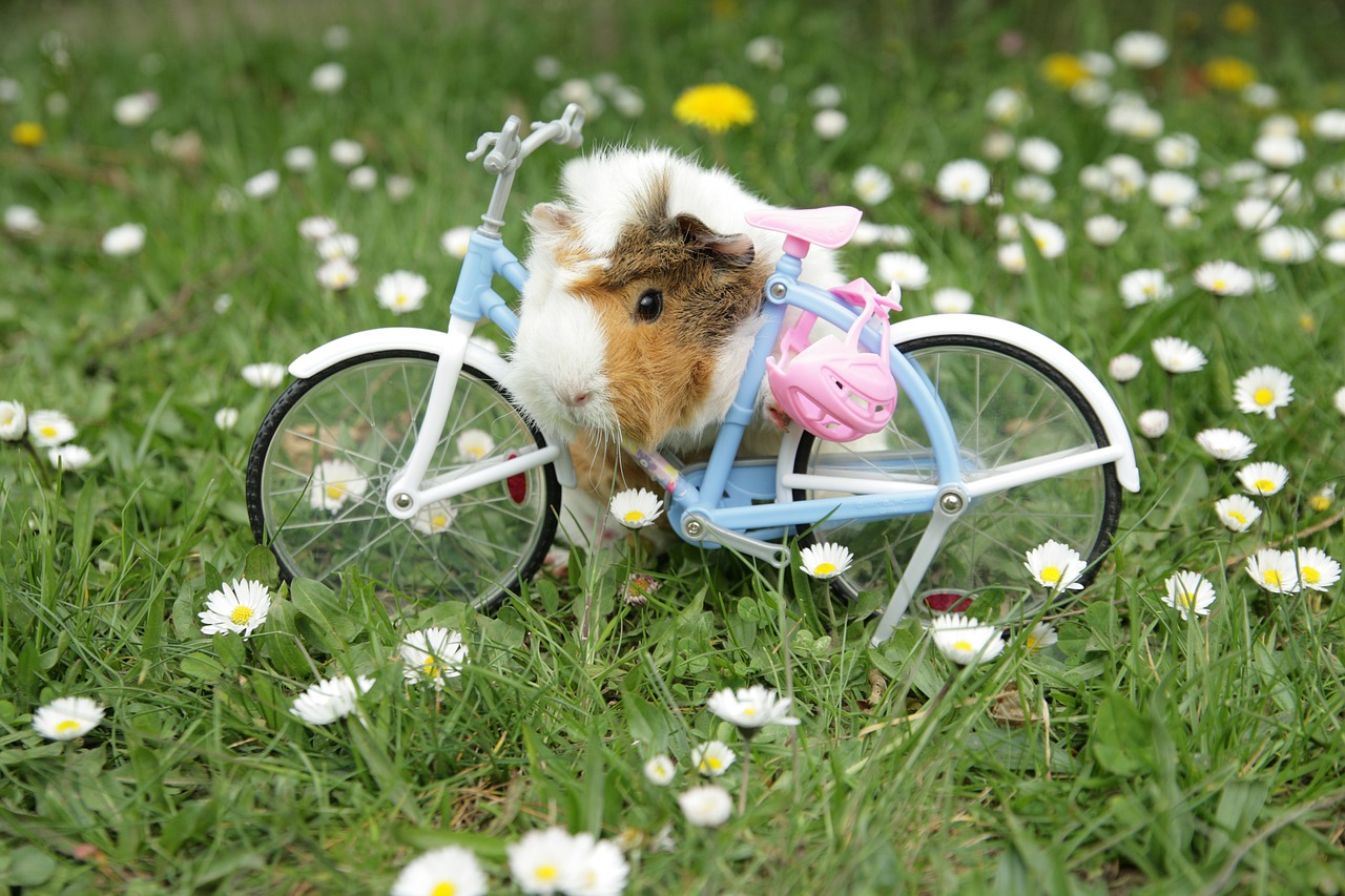 guinea pig animal daisy free photo