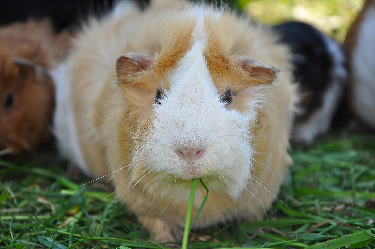 guinea pig pet rodent free photo