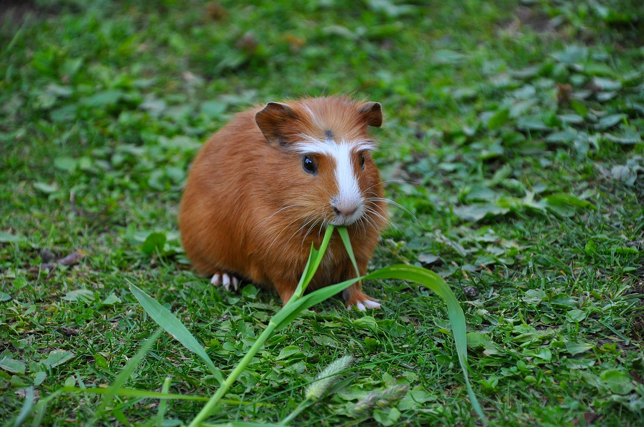 guinea pig pet nager free photo
