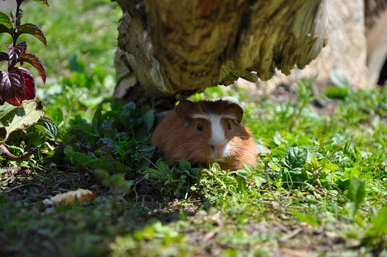 guinea pig young animal pet free photo