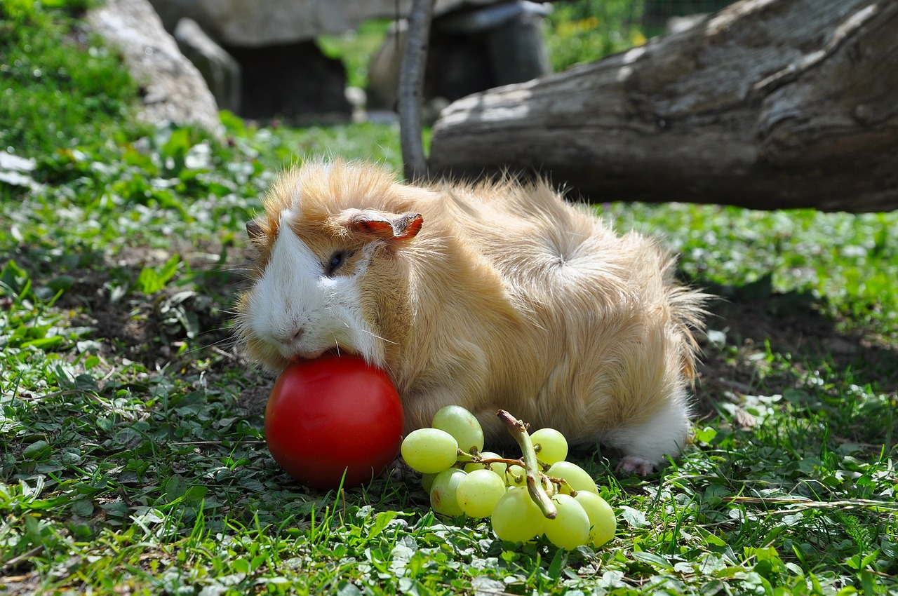 guinea pig pet nager free photo
