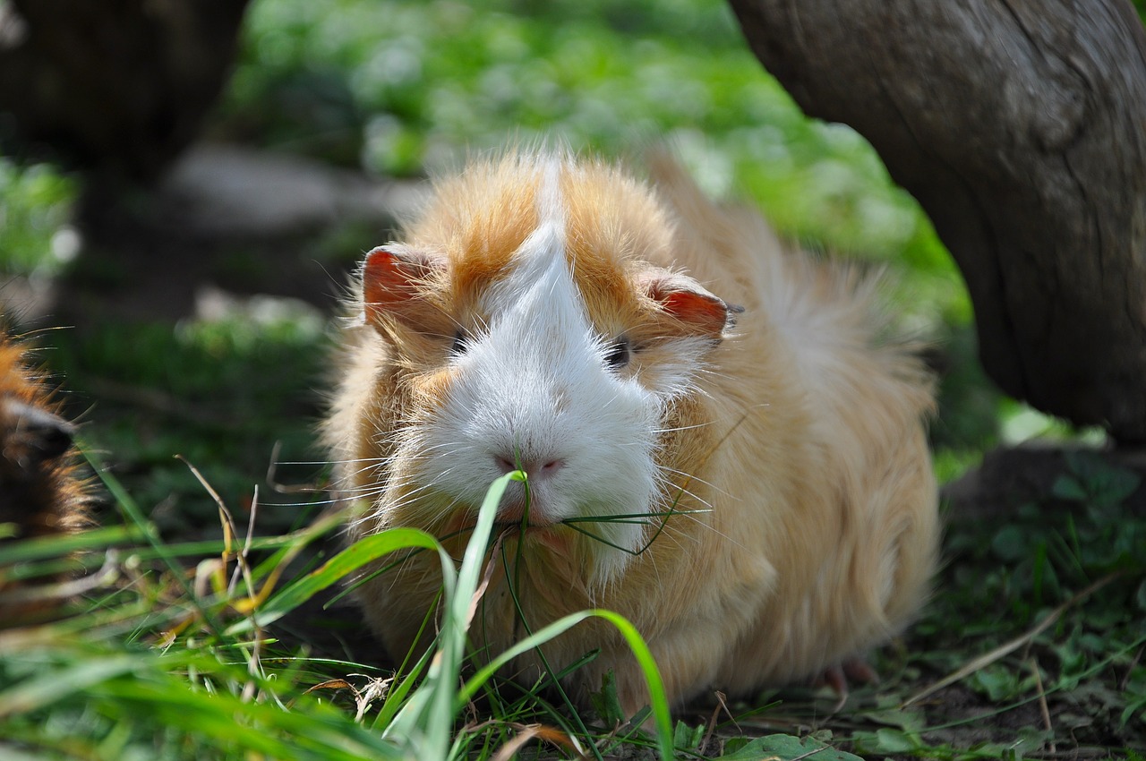 guinea pig pet nager free photo