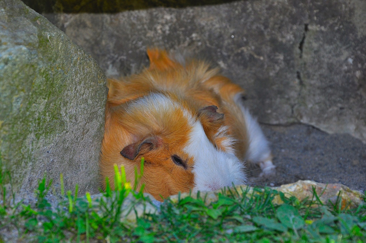 guinea pig pet nager free photo