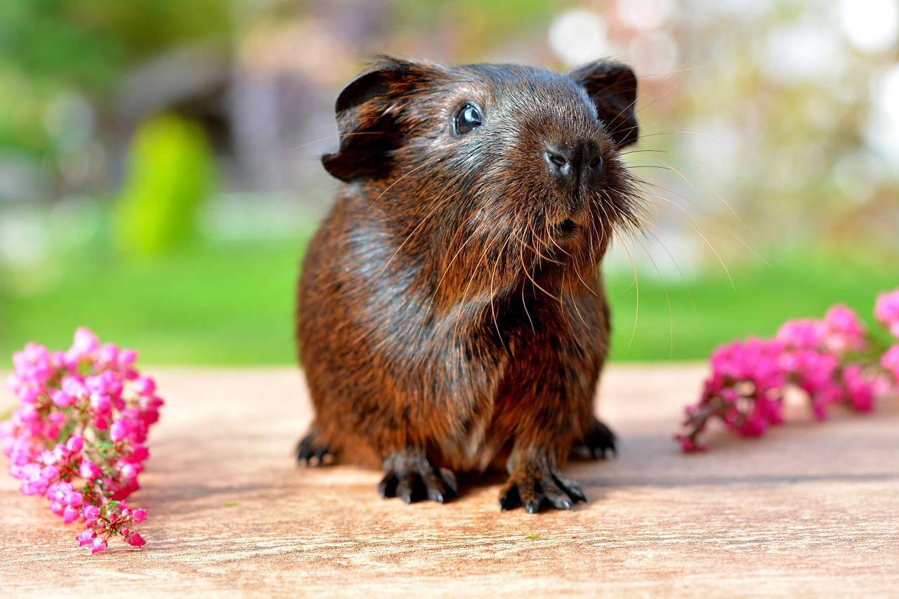 guinea pig gold agouti pet free photo