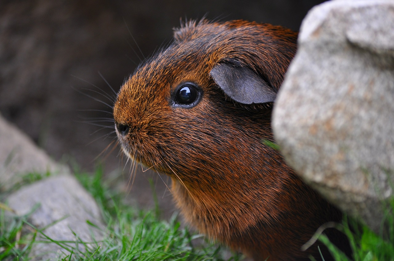 guinea pig rodent cute free photo