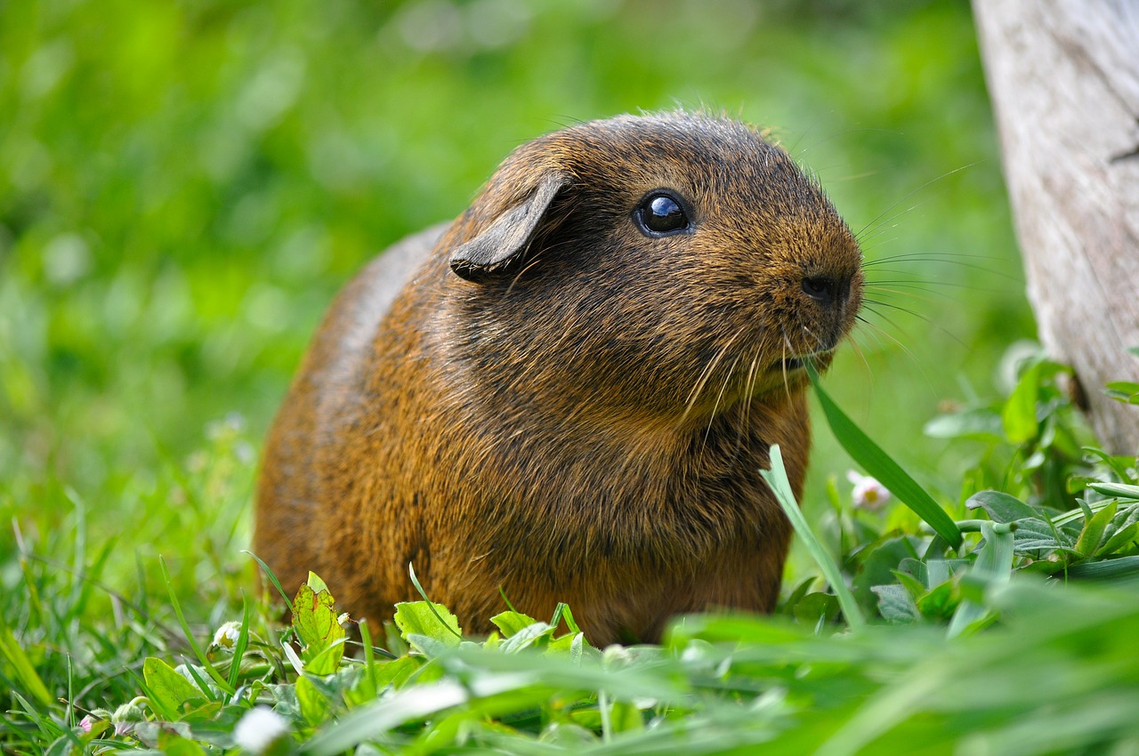 guinea pig animal rodent free photo