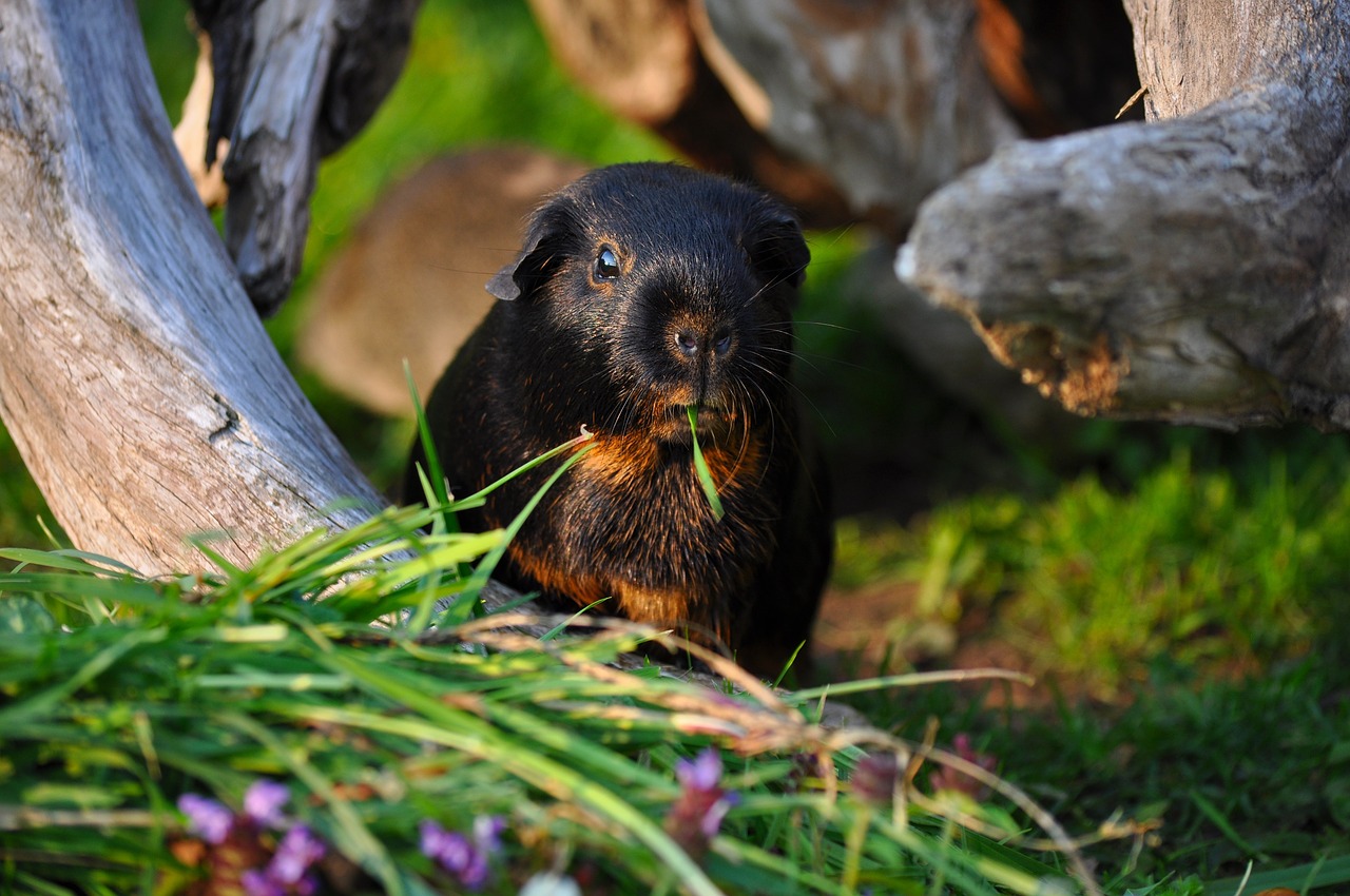 guinea pig rodent eat free photo