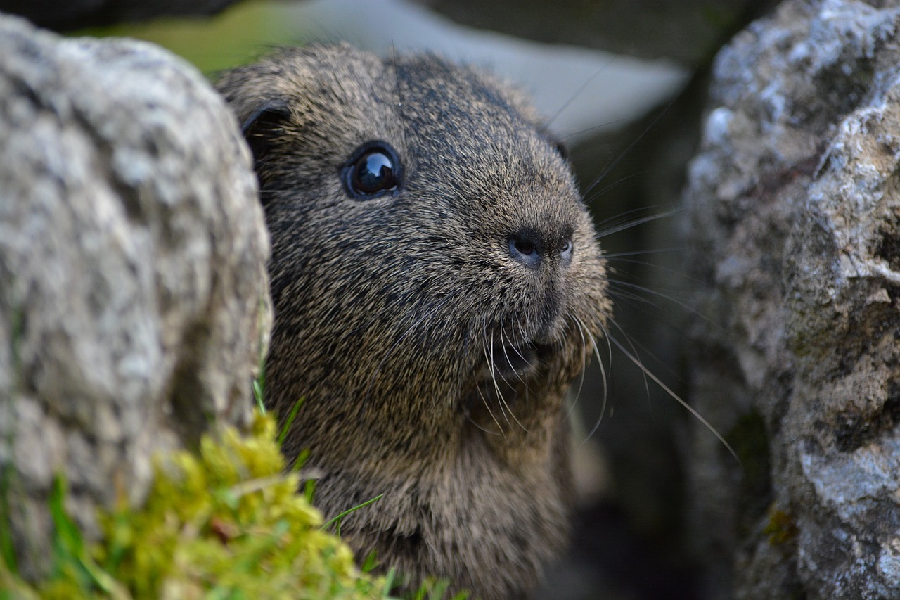 guinea pig smooth hair black-cream-agouti free photo