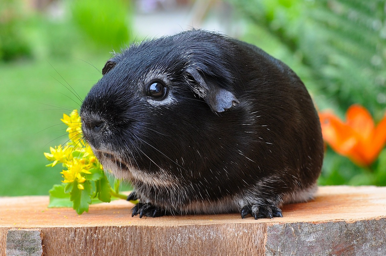 guinea pig rodent animal free photo