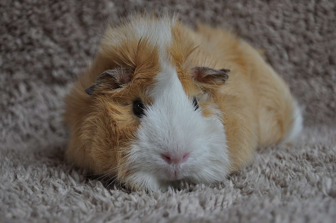 guinea pig rodent animal free photo