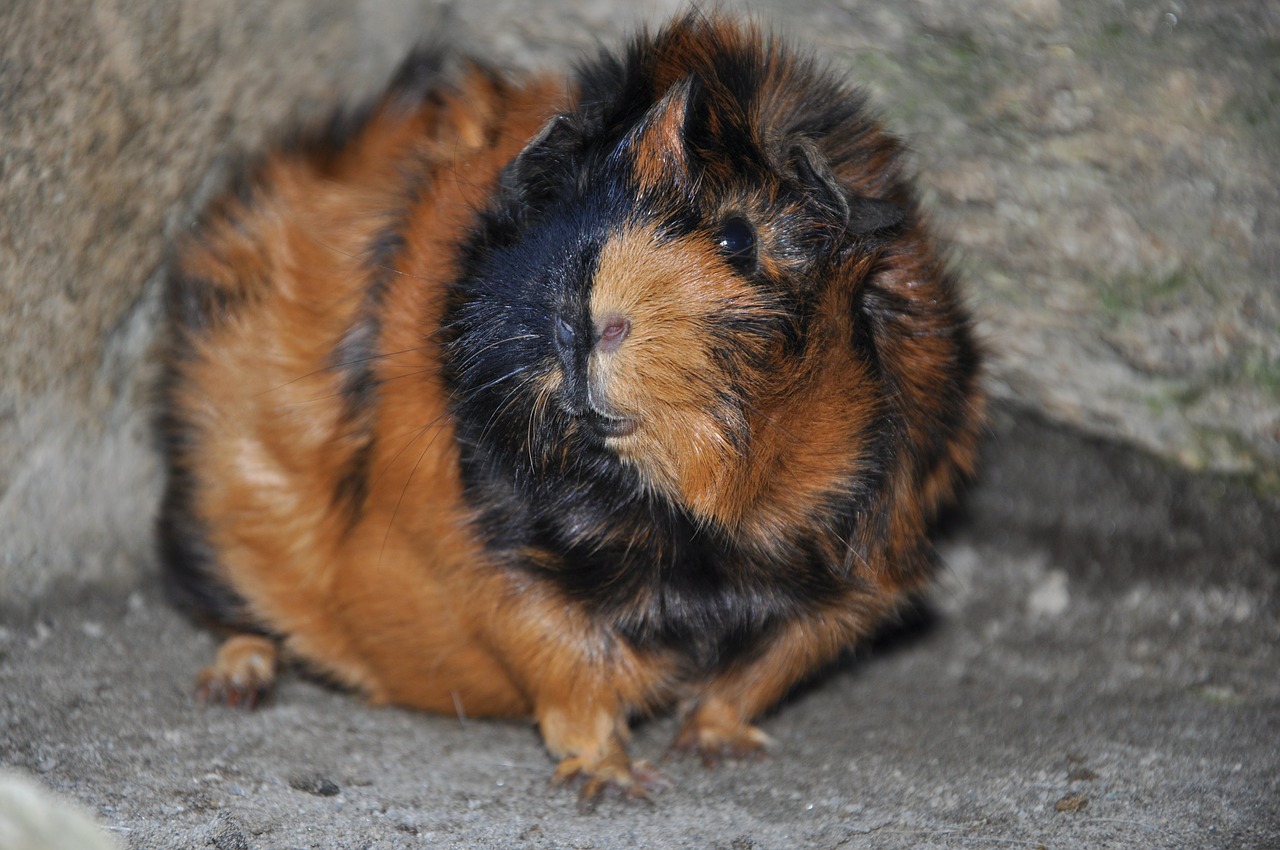guinea pig animals rodent free photo