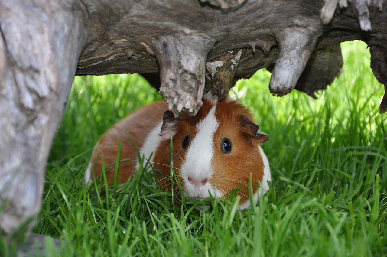 guinea pig smooth hair bi color free photo