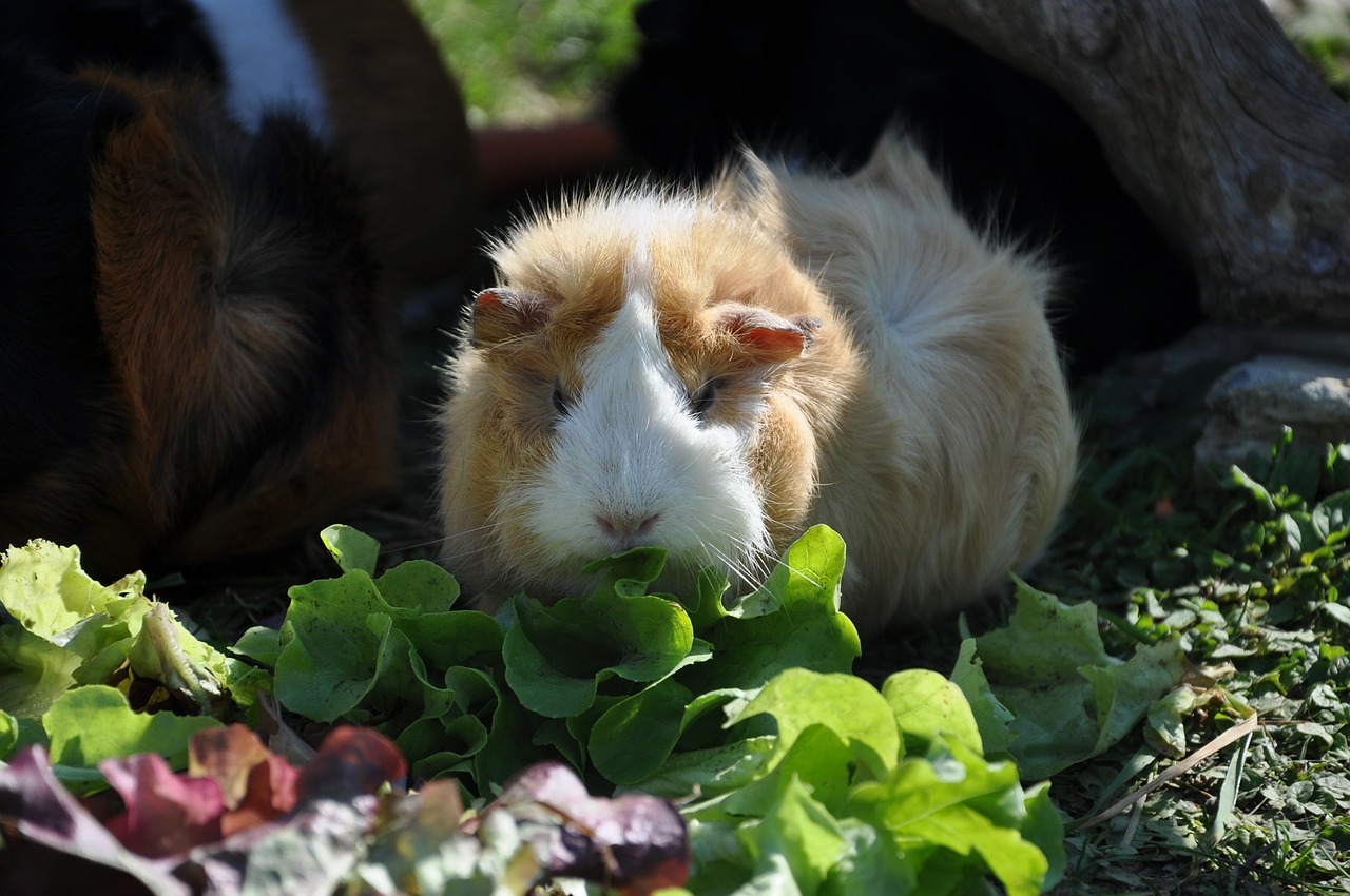 guinea pig salad eat free photo