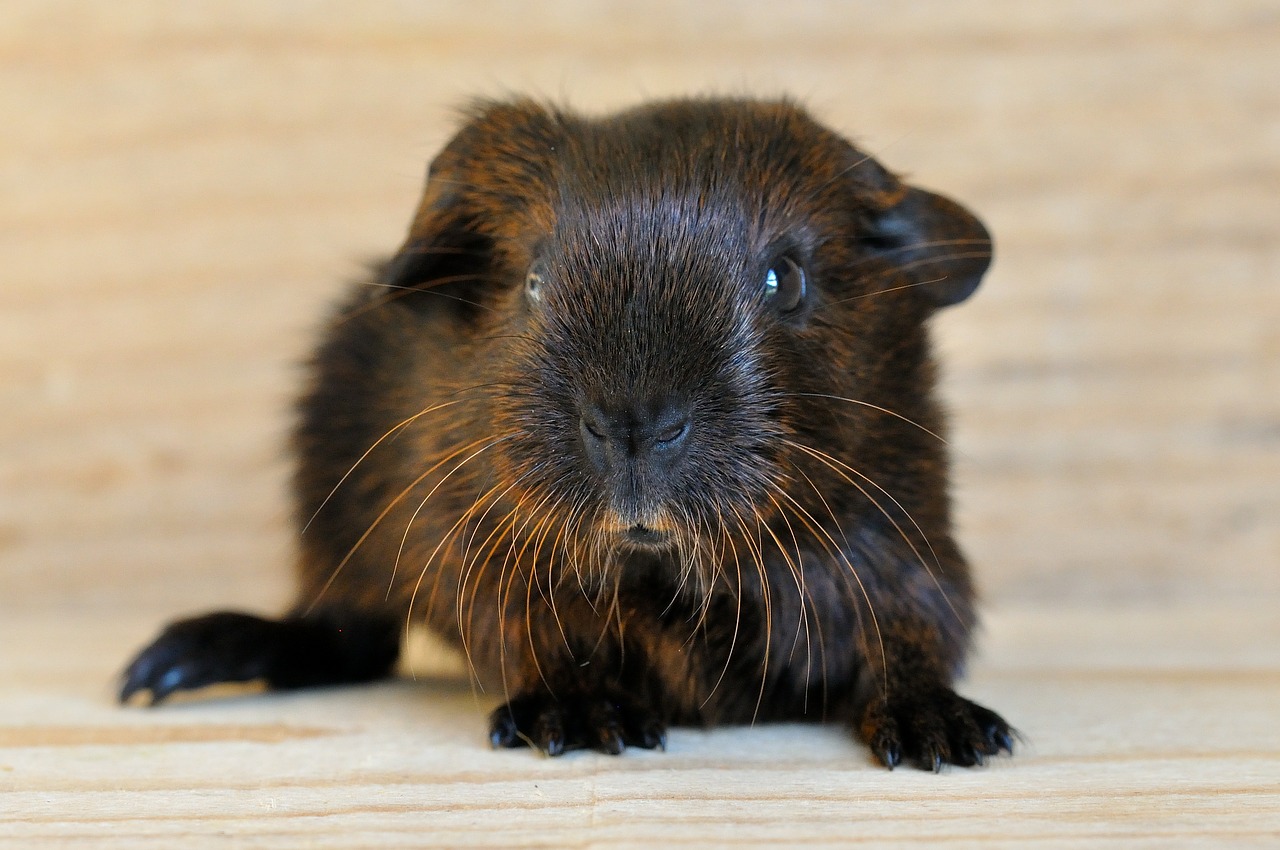 guinea pig young animal smooth hair free photo