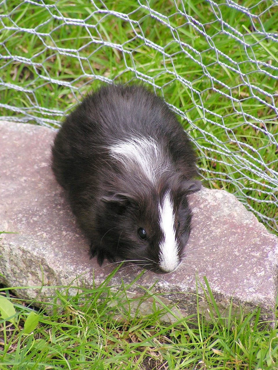 guinea-pig black female free photo