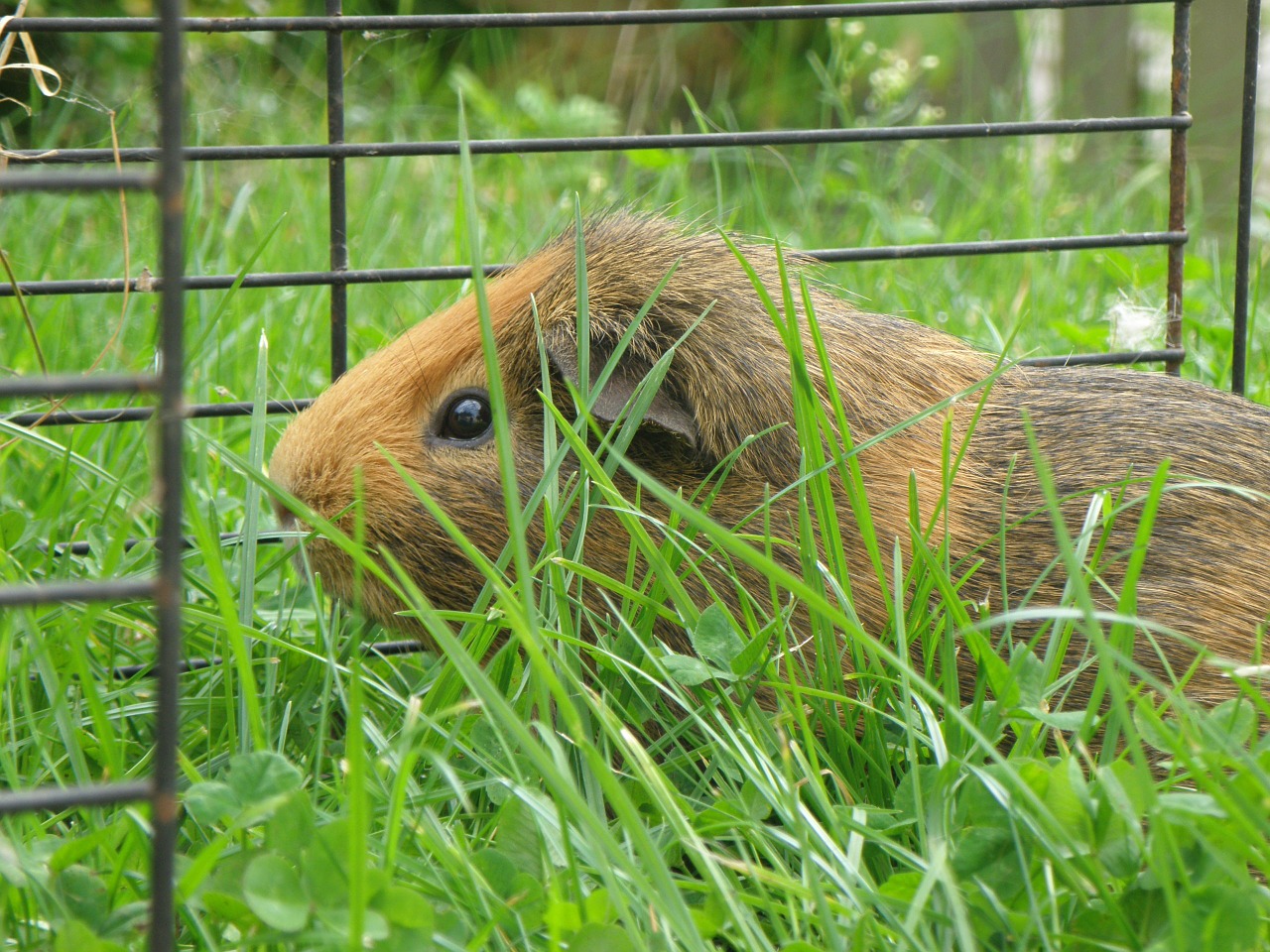 guinea-pig male agouti free photo